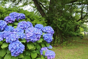 風景　花　アジサイ　梅雨　茨城