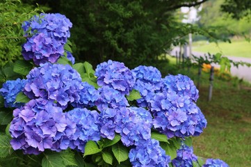 風景　花　アジサイ　梅雨　茨城