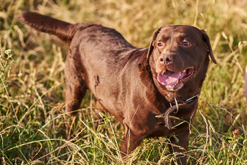 Labrador brown color, tongue sticking out, standing on the grass