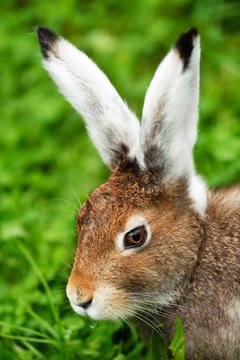 Arctic hare (Lepus timidus varronis), moulting, portrait, Canton of Schwyz, Switzerland, Europe