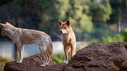 Full body shot of Dingo in Australia looking slightly off camera.