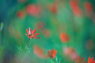 Obraz na płótnie Canvas Small red meadow flowers with a blurred background