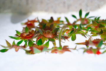 Green tails from strawberries on a glass table