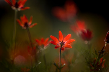 Small red meadow flowers with a blurred background