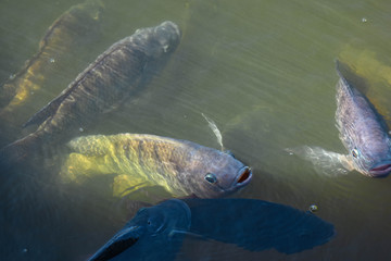 Fototapeta premium Tilapia, freshwater fish, popular in industry