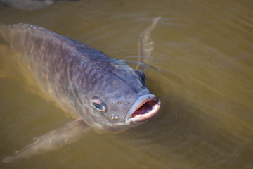 Tilapia, freshwater fish, popular in industry