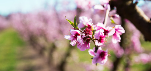 blooming peach trees in spring