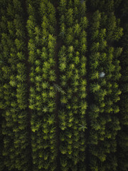 Satisfying trees patterns