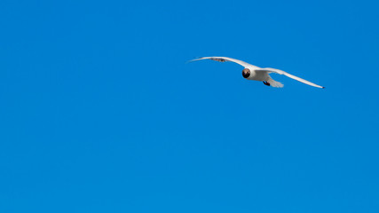 Black-headed gull flying in an intense blue sky, wonderful day to enjoy nature in Ireland