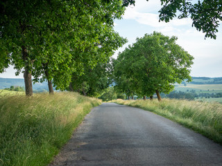 Fototapeta na wymiar Summer road landscape. Green trees by the way.