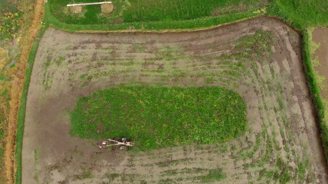 Aerial shot of farmers doing plowing the field with preparing it for rice plantation
