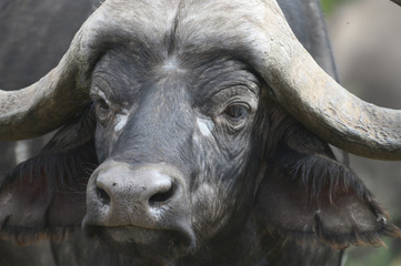 buffalo face