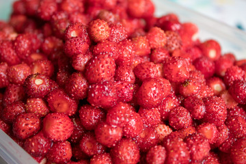 A lot of red juicy strawberries. The most delicious wild berry. Strawberry texture and background.