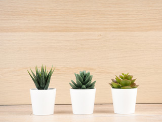 Closeup group of cactus in white plastic pot on blurred wood desk and wood wall textured background with copy space
