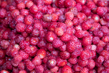 A lot of red juicy strawberries. The most delicious wild berry. Strawberry texture and background.