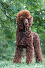 Young brown big standard poodle standing at summer park