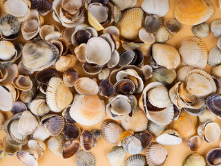 Seashells on sand. Sea summer vacation background with space for the text