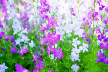  floral background. wildflowers .wild flowers background