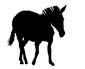 Graphical silhouette of zebra walking,vector illustration