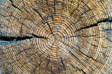 Cross-section of the old tree trunk, showing annual rings and cracks. wood texture.