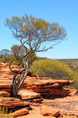 A shrub surviving in an inhospitable environment - Kalbarri, WA, Australia