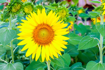 sunflowers blooming with leaf on green natural background