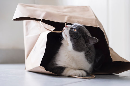 British shorthair hiding in a paper bag