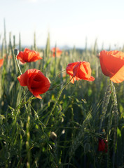 Obraz premium red poppies in a field