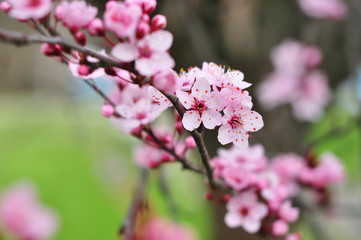 Close up of pink spring flowers