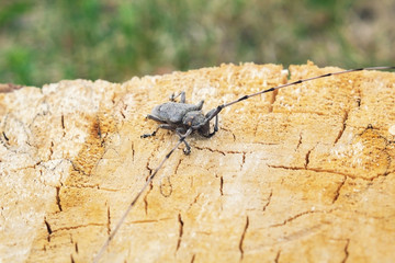An insect sits on a tree. Beautiful bearded beetle on a tree