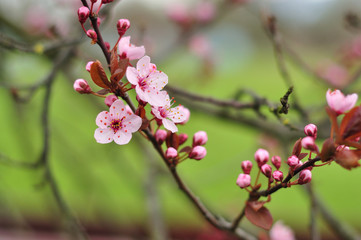 Pink flowers on a spring sunset