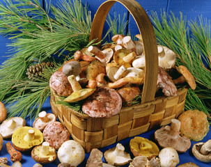 Mushrooms still life.