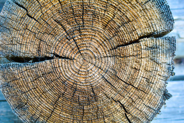 Cross-section of the old tree trunk, showing annual rings and cracks. wood texture.