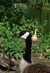 Gesi Kanadyjskie w Parku na zielonej trawie © Iwona