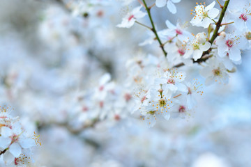 White spring flowers with blurred background