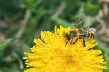 The bee gathers a nectar from a yellow flower. Hard-working bee