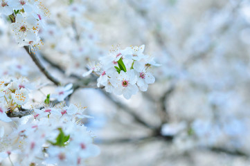 White spring flowers with blurred background