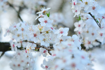 White spring flowers with blurred background