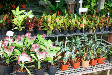 Many different little pot plants and flowers on the garden racking
