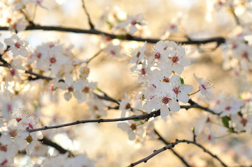 White spring flowers backlit by the sun