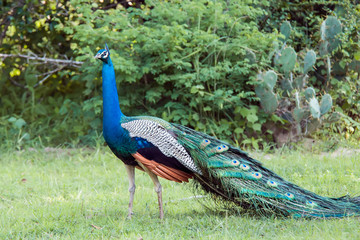 Peacock in the wild.