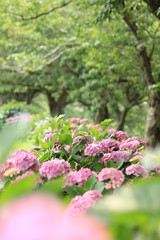 Obraz premium 松崎町 那珂川沿いの紫陽花の小径