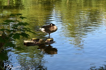 Gesi Kanadyjskie odpoczywajace w Prku nad stawem © Iwona