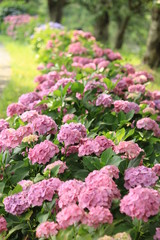 松崎町　那珂川沿いの紫陽花の小径