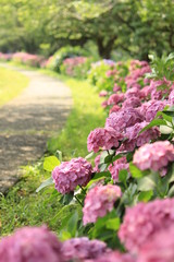 Obraz premium 松崎町 那珂川沿いの紫陽花の小径