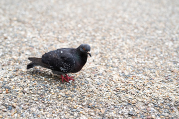 鳩