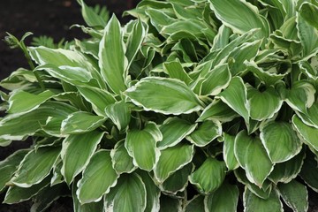 green plant in the garden