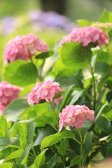 Fototapeta premium 松崎町 那珂川沿いの紫陽花の小径