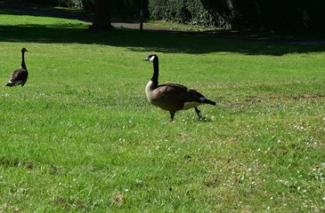 Gesi Kanadyjskie w Parku na zielonej trawie © Iwona