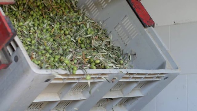 olives in big box falling in the crusher.Olive oil production-slow motion
